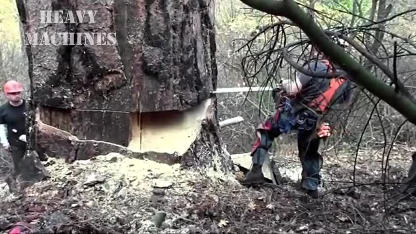 Amazing Dangerous Skills Fastest Big Tree Felling Extreme Biggest Tree Cutting Down Machines
