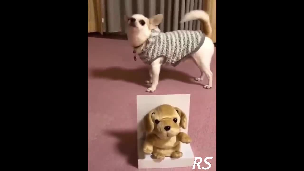 Dogs and Cats Funny and Cute Reaction to Toys Part 8