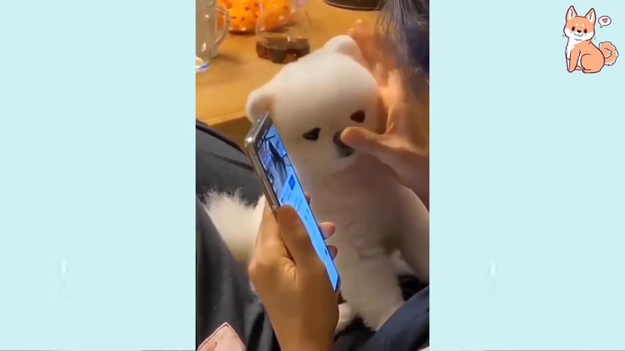 Angry Funny Dogs OF Tik Tok