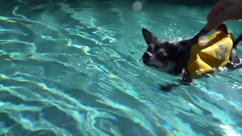 How to teach a dog swim? Very Easy.