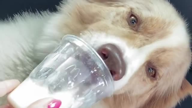 Dog couldn’t get enough of this ice cream.