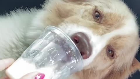 Dog couldn’t get enough of this ice cream.