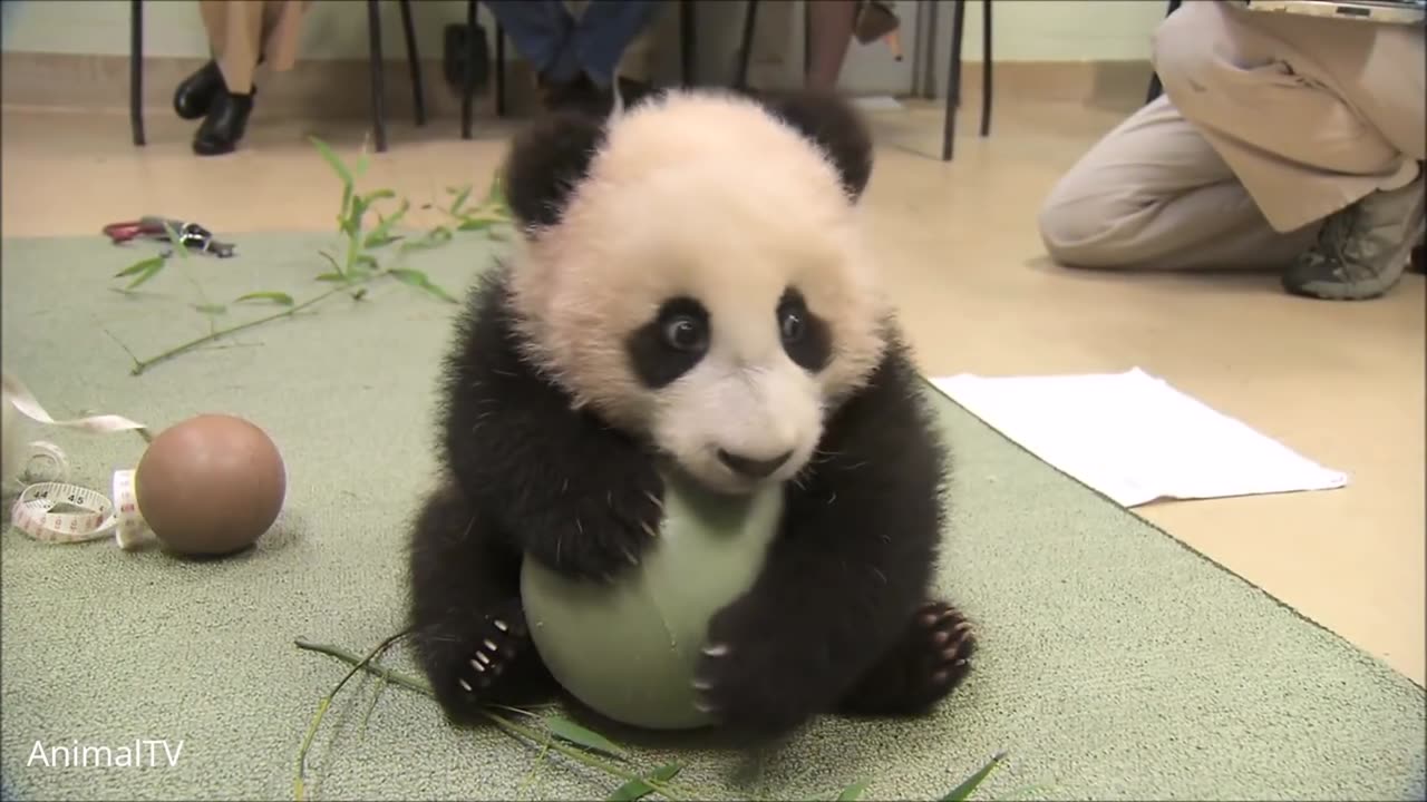 Baby Pandas Playing Compilation