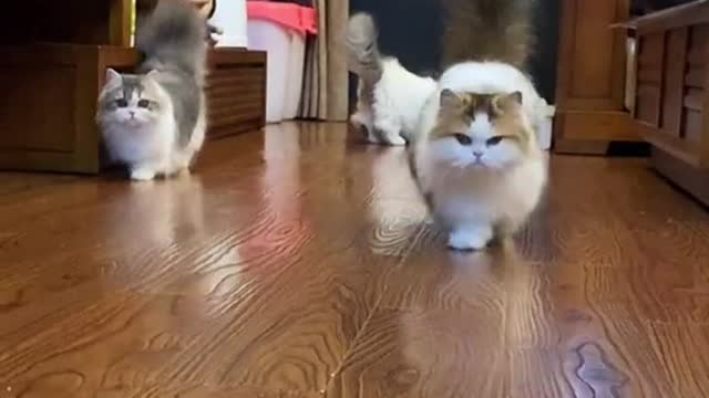 cute pet cat