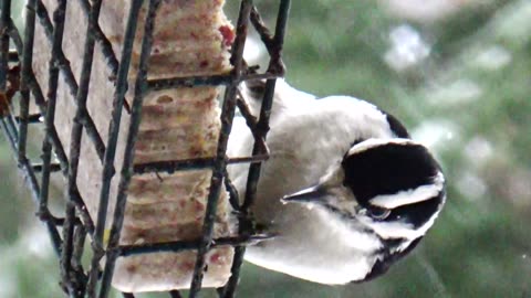 Downy Woodpecker