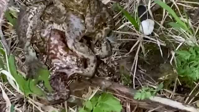 FUNNY VIDEO frogs mating season