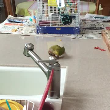 Parrot drags spoon all over kitchen counter