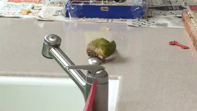 Parrot drags spoon all over kitchen counter