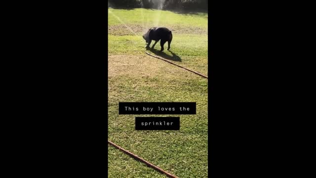 rottweiler just play to sprinkler