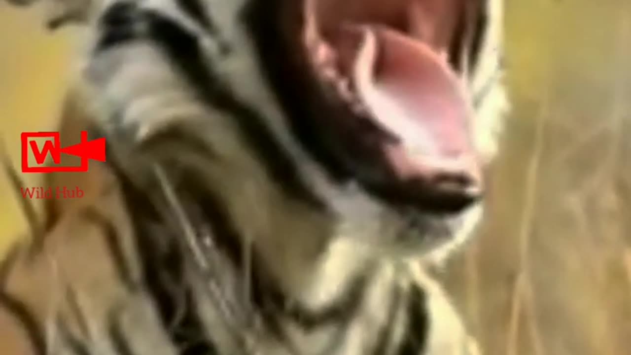TIGER Roars and Yawns | Tiger