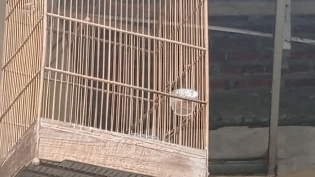 jobless bird