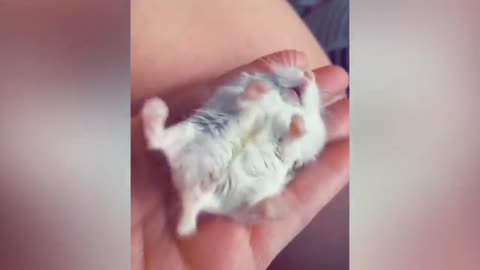 IF YOUR CAT BITS YOU, THAT'S THE REAL REASON