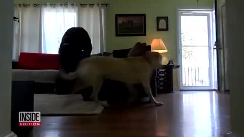 How to train dogs incase of home invasion!!