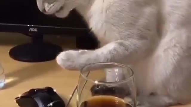 Crazy Cat Is Drinking Vine And Trying To Be Cool..SO FUNNY & SO CUTE