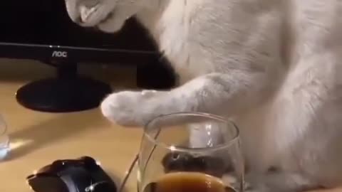 Crazy Cat Is Drinking Vine And Trying To Be Cool..SO FUNNY & SO CUTE
