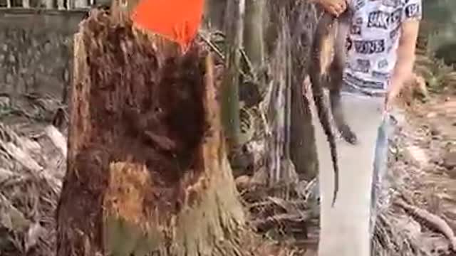 snake inside a tree trunk