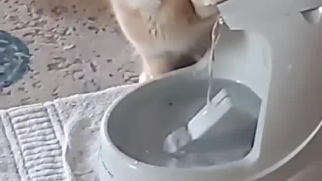 Cat drink water