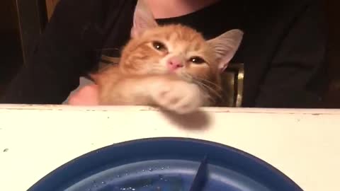 Naughty Kitten Song