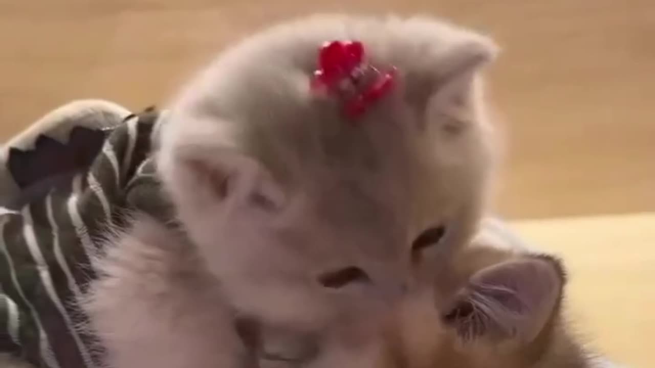 cute cat