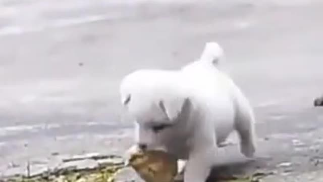 Lindo cachorro y su pollito