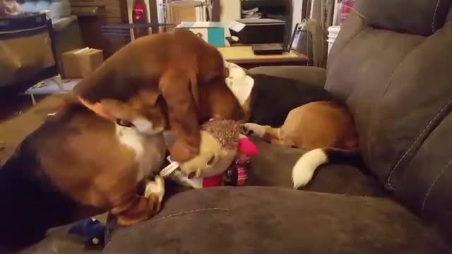 boomer the basset VS Hedgehog