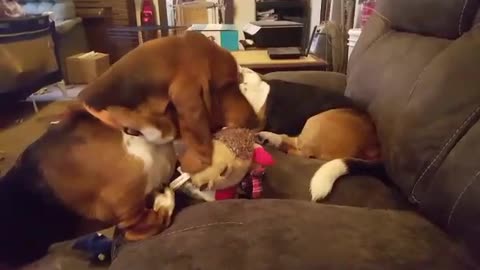 boomer the basset VS Hedgehog