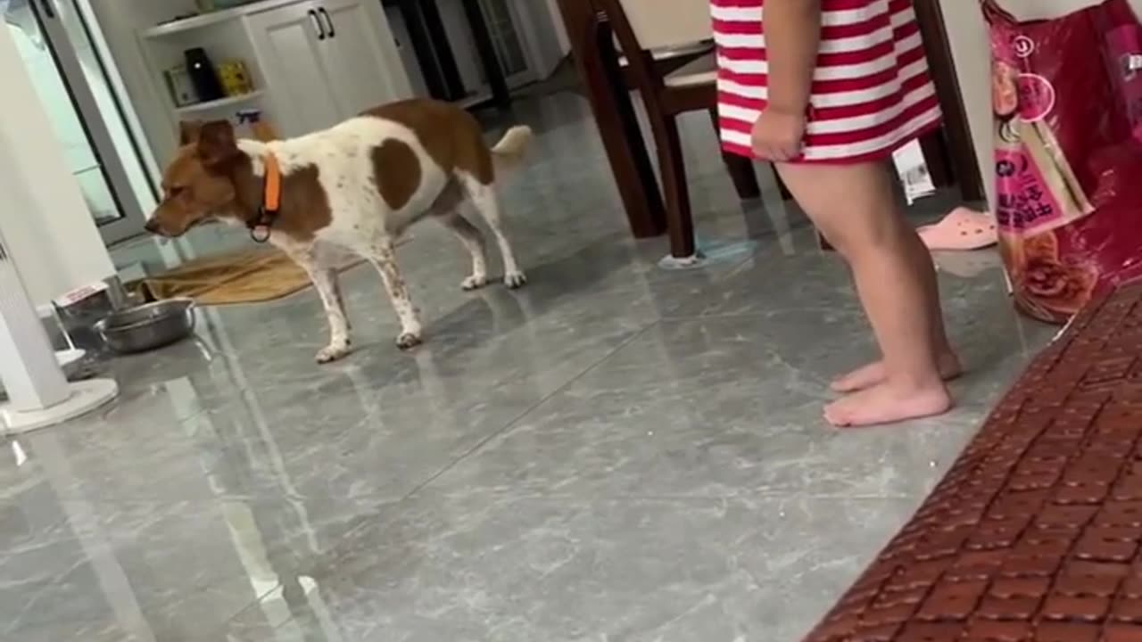 New Funny Videos 2023 😍 Cutest Cats and Dogs 🐱🐶 Part 185