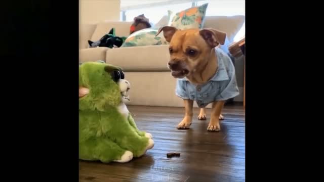 dog playing with the cart