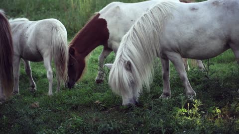 Very smart video horse