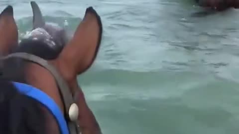 Dolphins checking out horses.