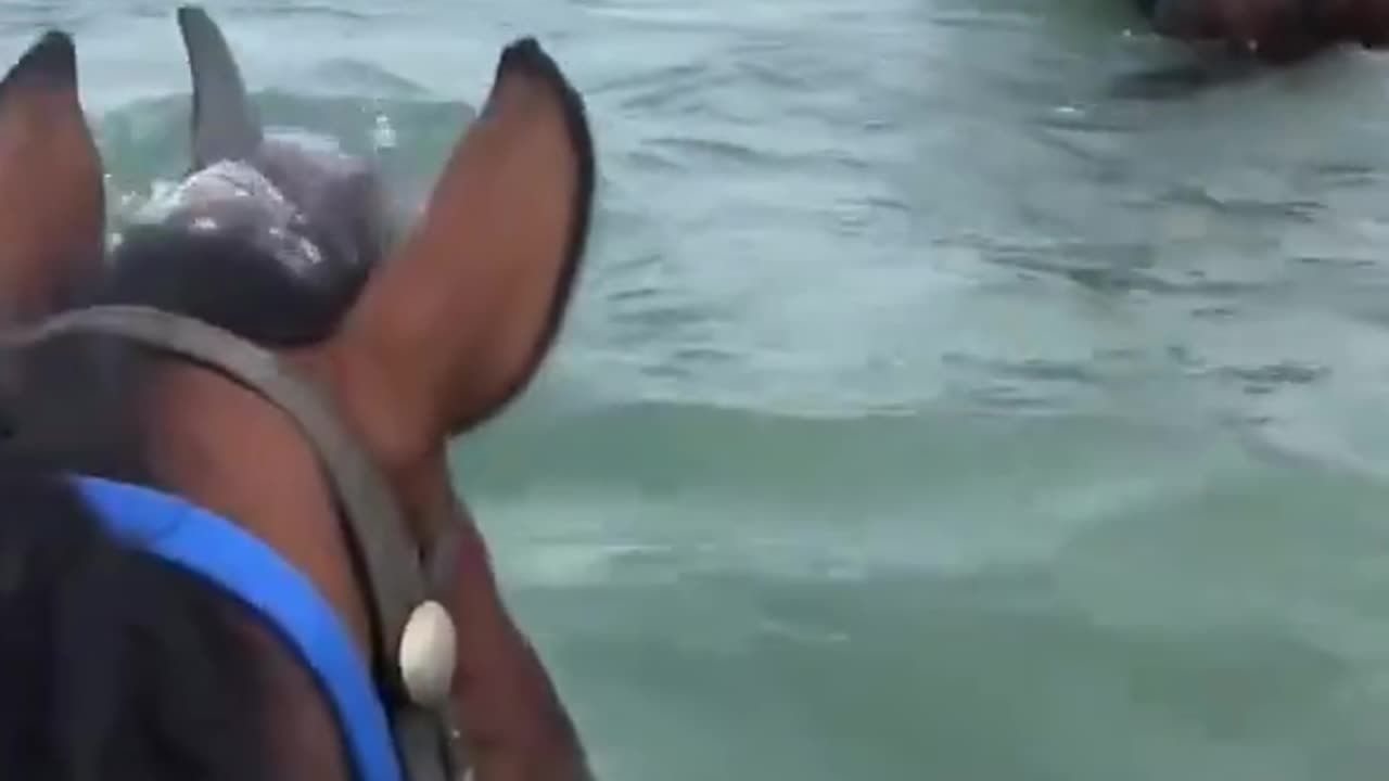 Dolphins checking out horses.