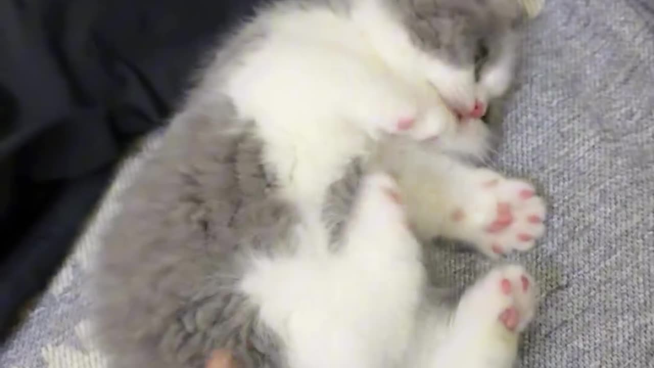 Cat😻