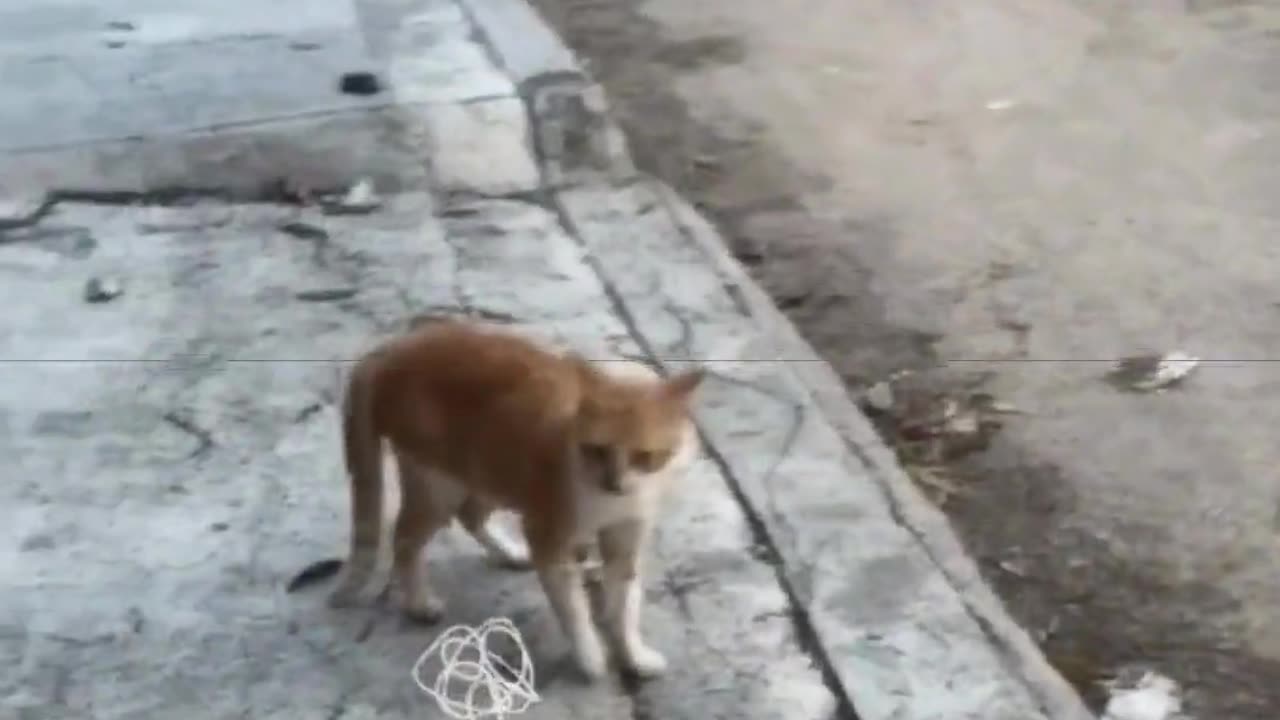 Orange cat： Do you think my move is cool？