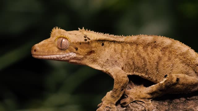 Orange Gecko on a tree trunk closeup shot