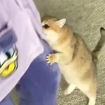 Never get a cat,or you’ll never lose weight.