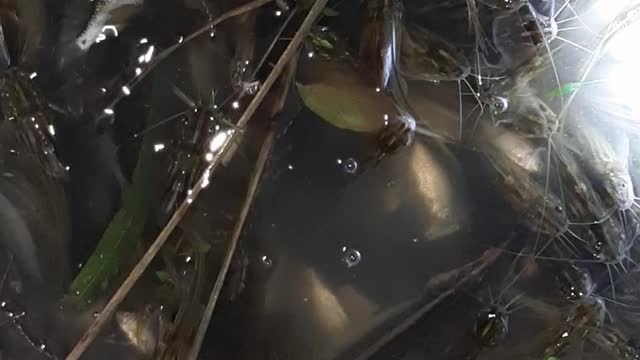 Amazing fish VIdeo in village