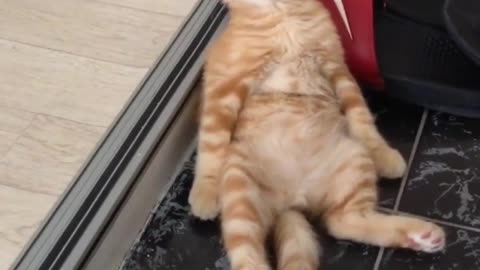 No, I'm too sleepy, tell me to go to bed first