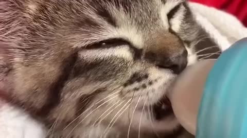 Ha ha ha ha ha ha ha cat cat in cat