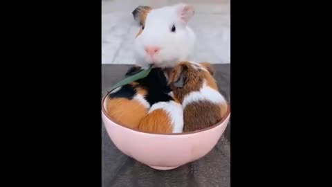Cute Baby Animals Videos Compilation | Funny and Cute Moment of the Animals #13 - Cutest Animals