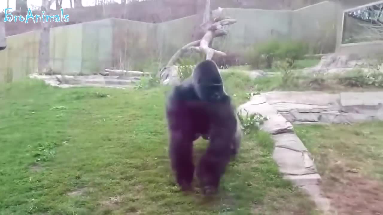 ПРИКОЛЫ С ОБЕЗЬЯНАМИ