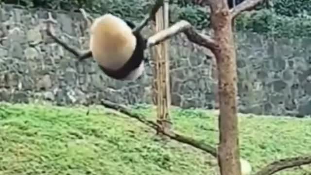 Laugh time