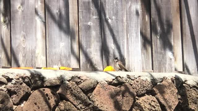 Baby Red Whiskered Bulbul