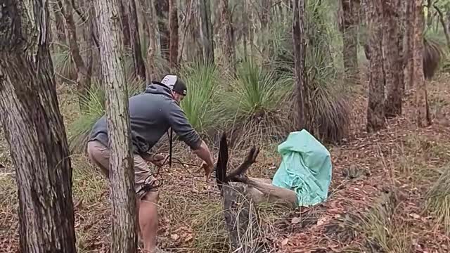 Saving a Wild Kangaroo Tied up in Cable