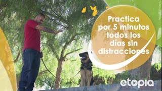 Enséñale a tu perro a sentarse desde cachorro