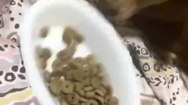 Dog eating round food on bed