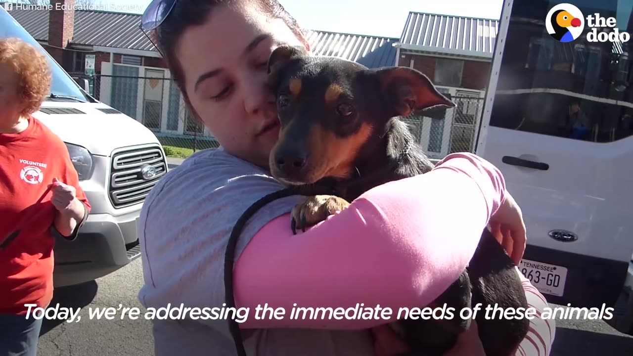 Dog, Cats Rescued From Abandoned Puppy Mill | The Dodo