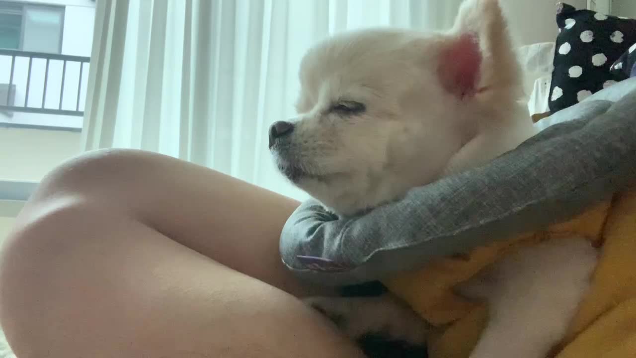 A cute puppy is dozing off on the sofa.