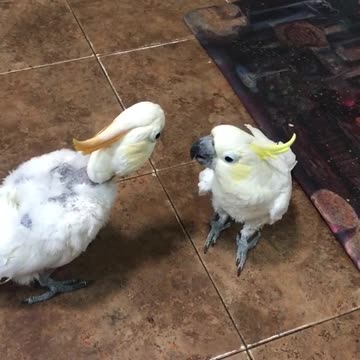 Cockatoos hold hilarious beak to beak conversation