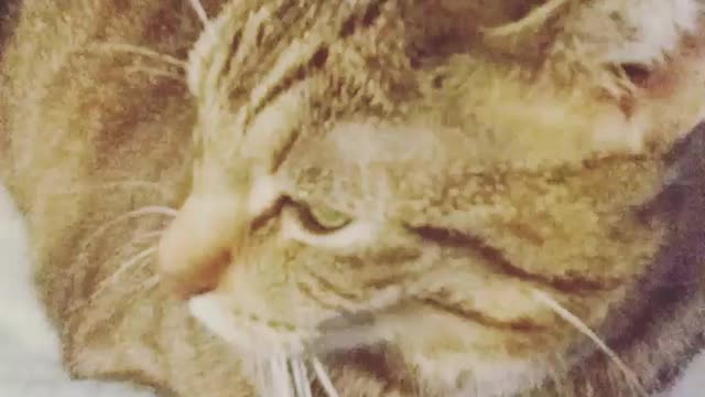 Bad Cat