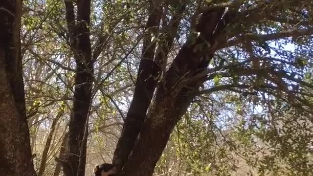 Black dog jumping on top of tree and barking